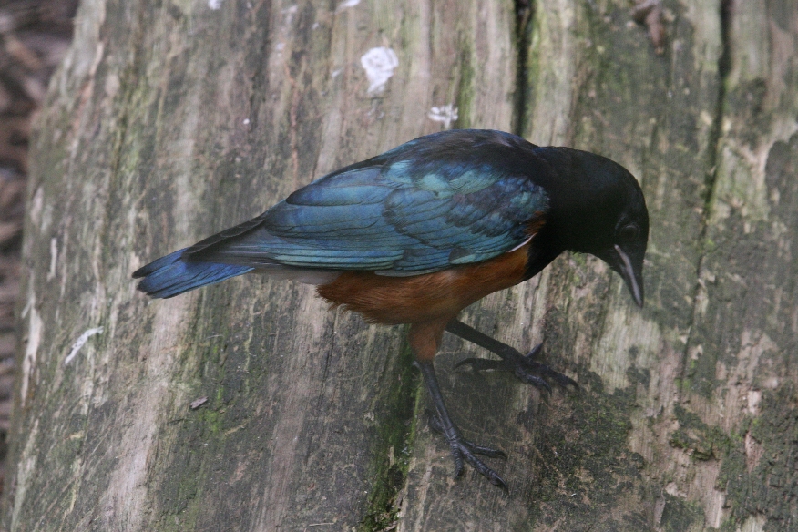 Juvenile Spreo Starling