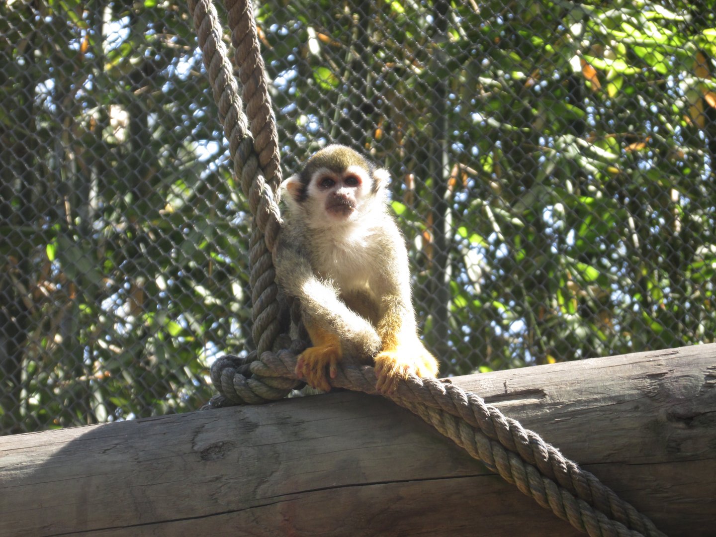 juvenile squirrel monkey