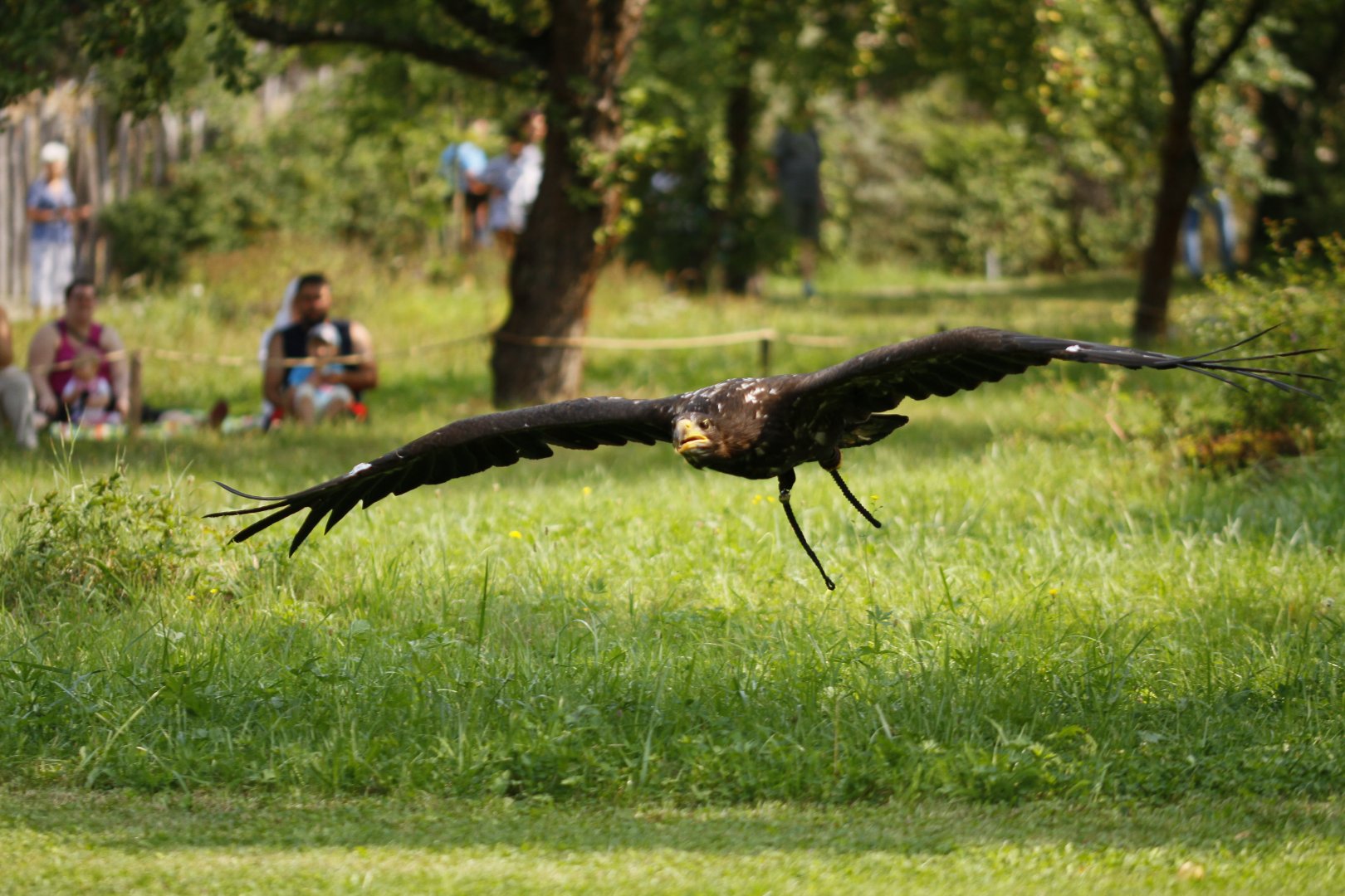 Juvenile Steller's sea eagle (Haliaeetus pelagicus) in the bird show