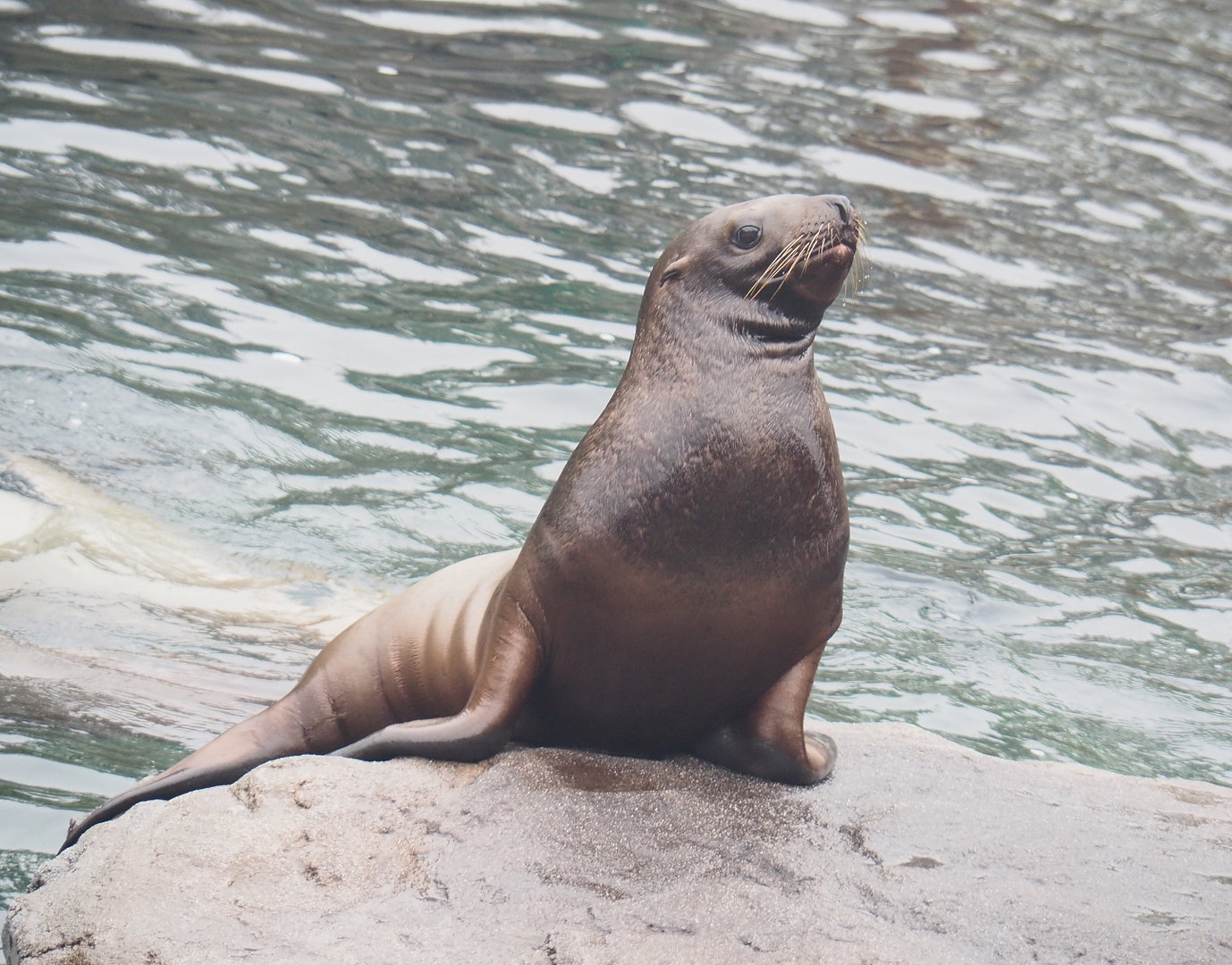 Juvenile Steller's sea lion (Eumetopias jubatus), 2022-09-14