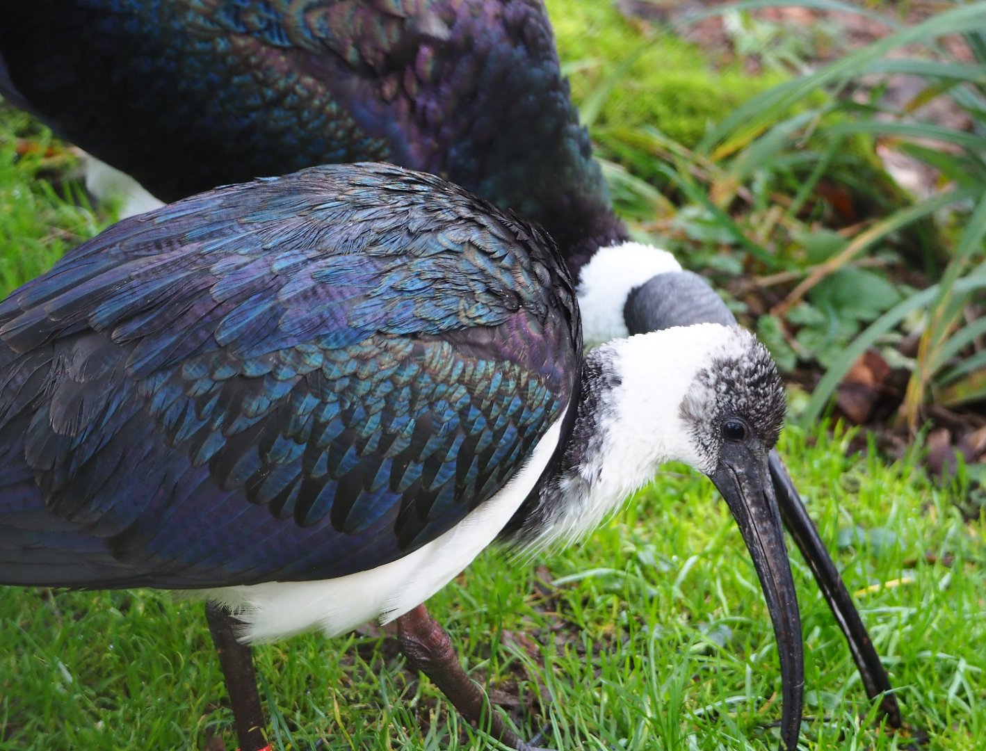 Juvenile Straw-necked ibis (Threskiornis spinicollis), 2020-01-11