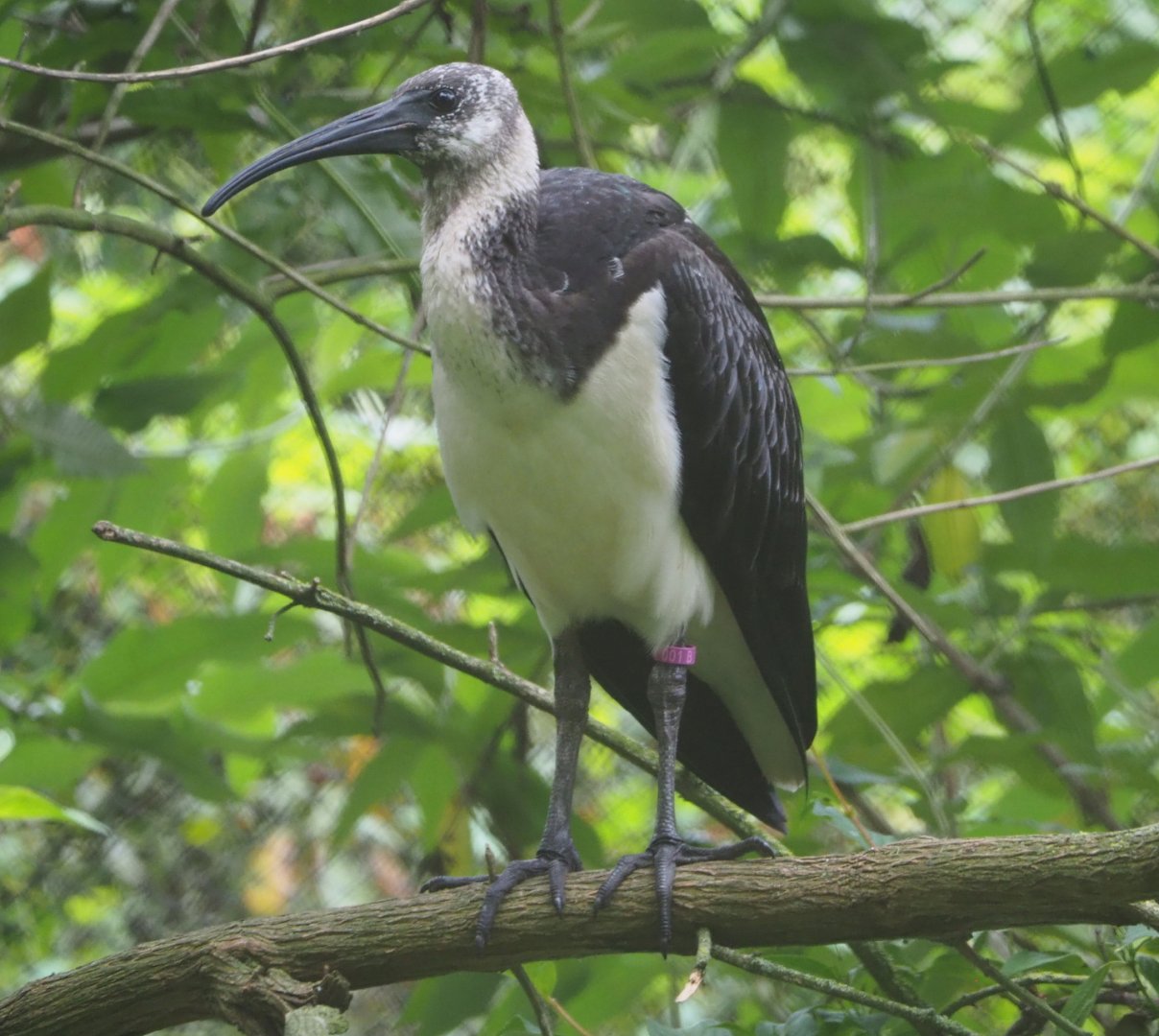 Juvenile Straw-necked ibis (Threskiornis spinicollis), 2021-07-03