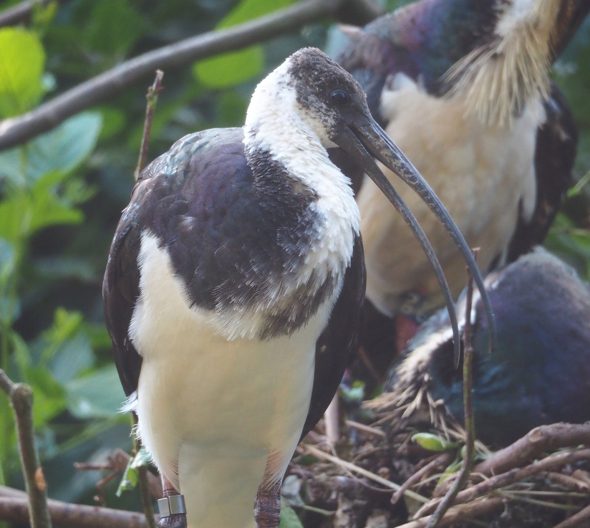 Juvenile Straw-necked ibise (Threskiornis spinicollis), 2023-07-26