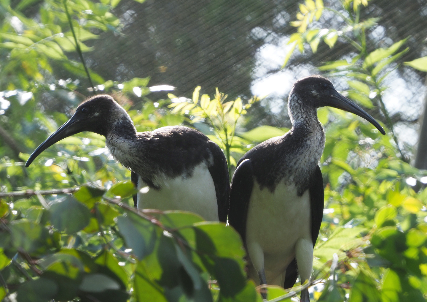Juvenile Straw-necked ibises (Threskiornis spinicollis), 2020-06-12