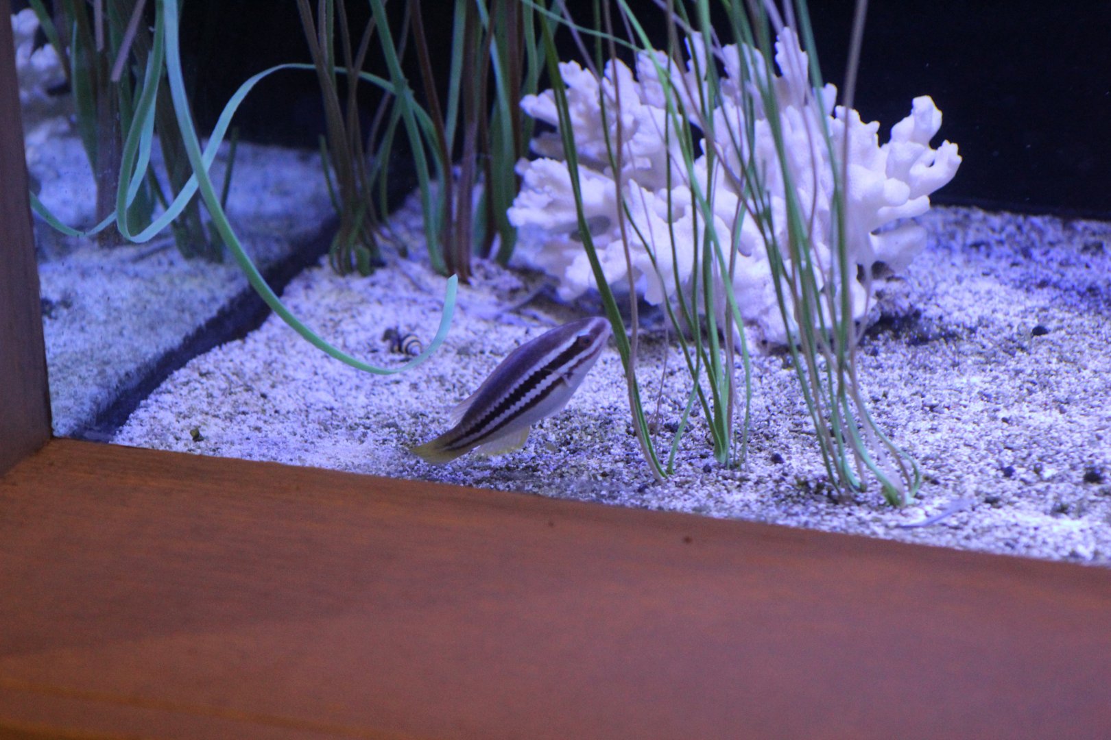 Juvenile Striped Parrotfish