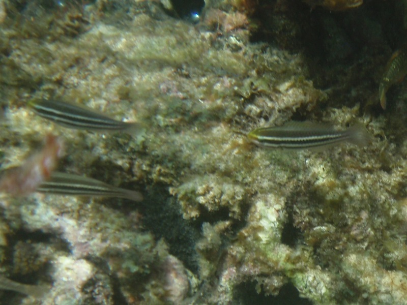 Juvenile striped parrotfishes (Scarus iseri)