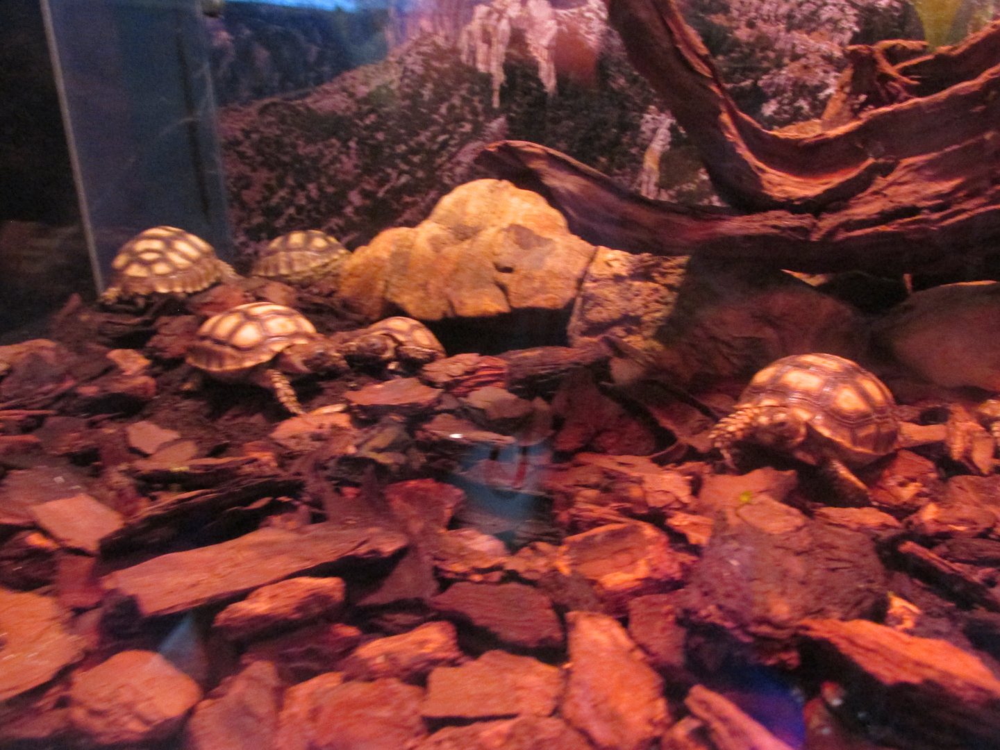 juvenile sulcata tortoises