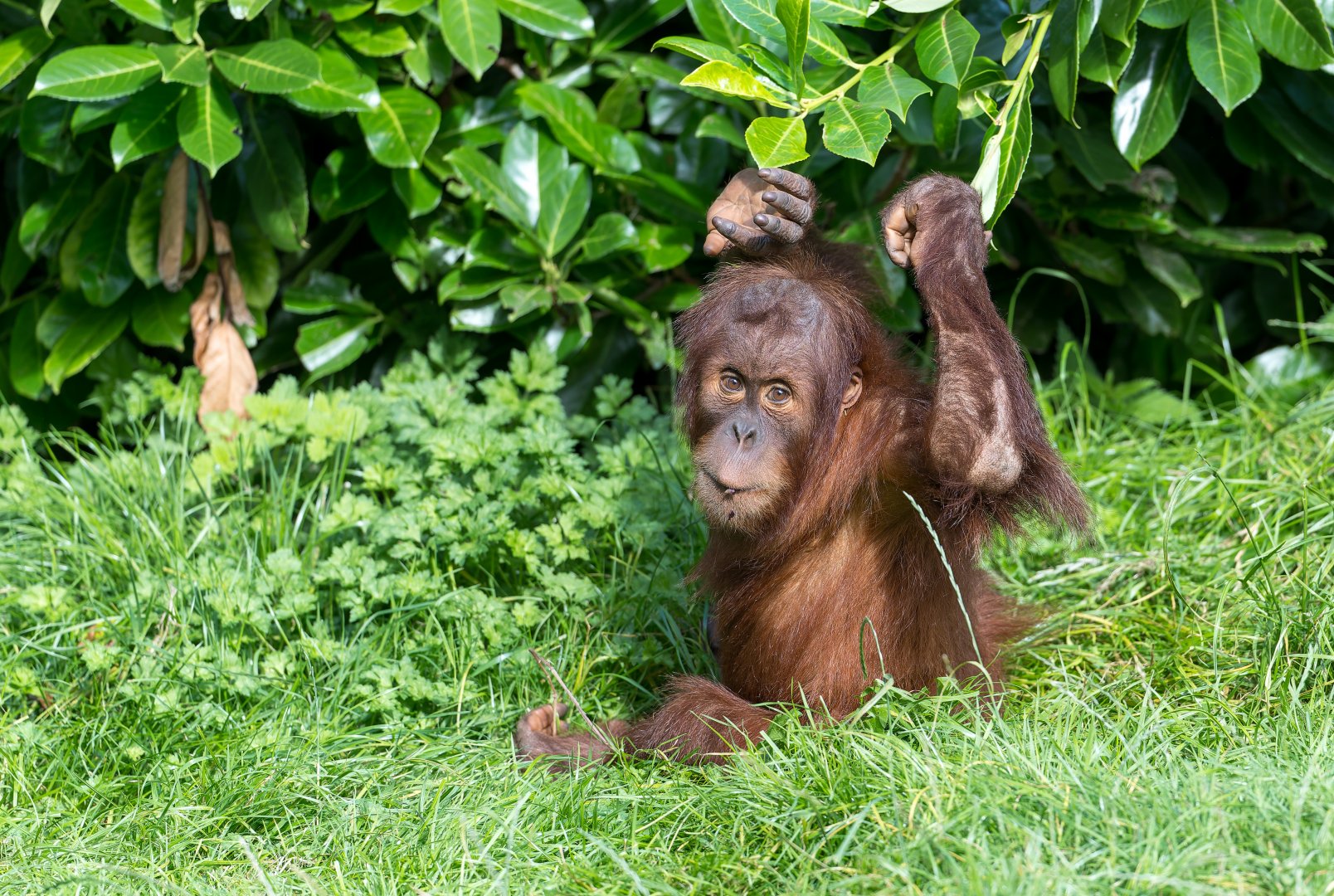 Juvenile Sumatran Orangutan, Chester, UK
