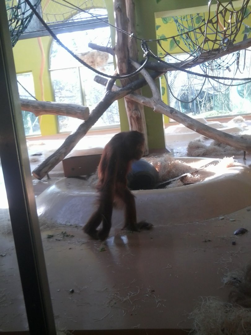 Juvenile Sumatran orangutan