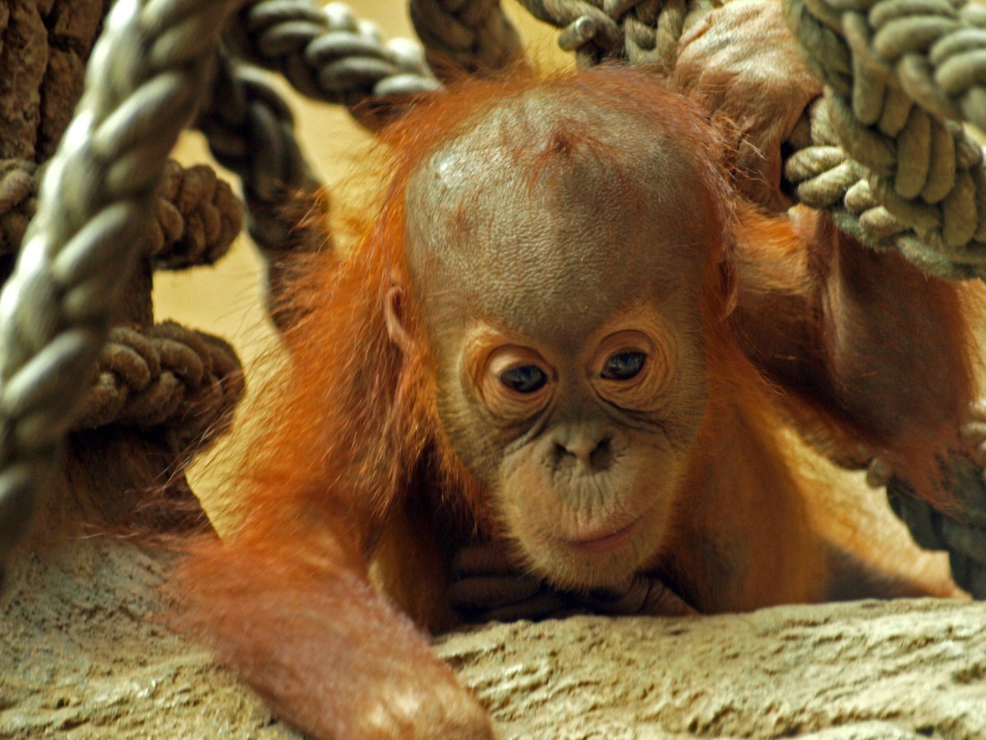 Juvenile Sumatran orangutan