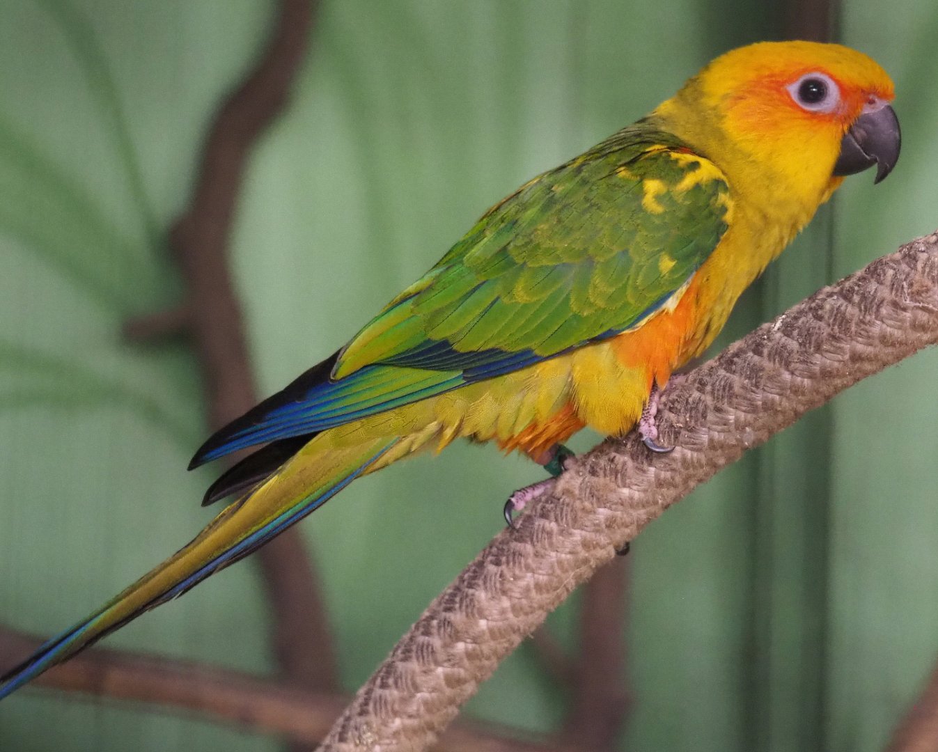 Juvenile Sun conure (Aratinga solstitialis), 2020-06-20