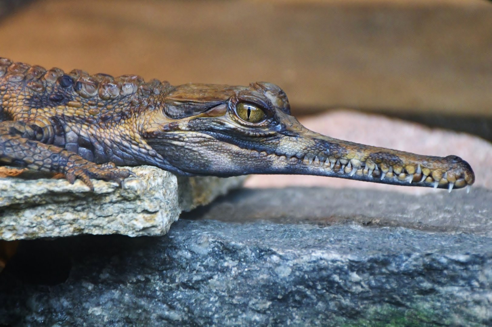 Juvenile Sunda Gharial (Tomistoma schlegelii)