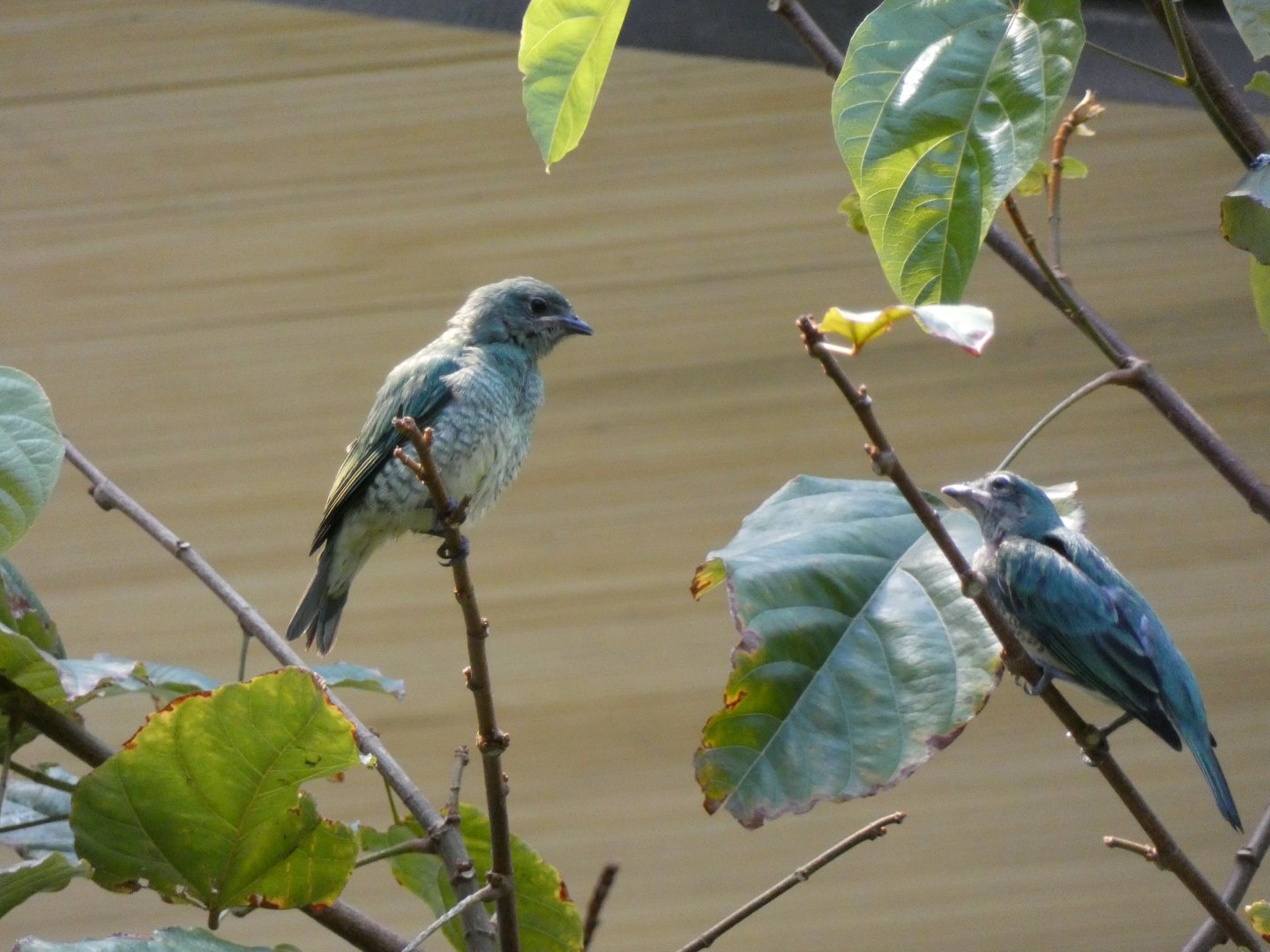 Juvenile swallow tanagers