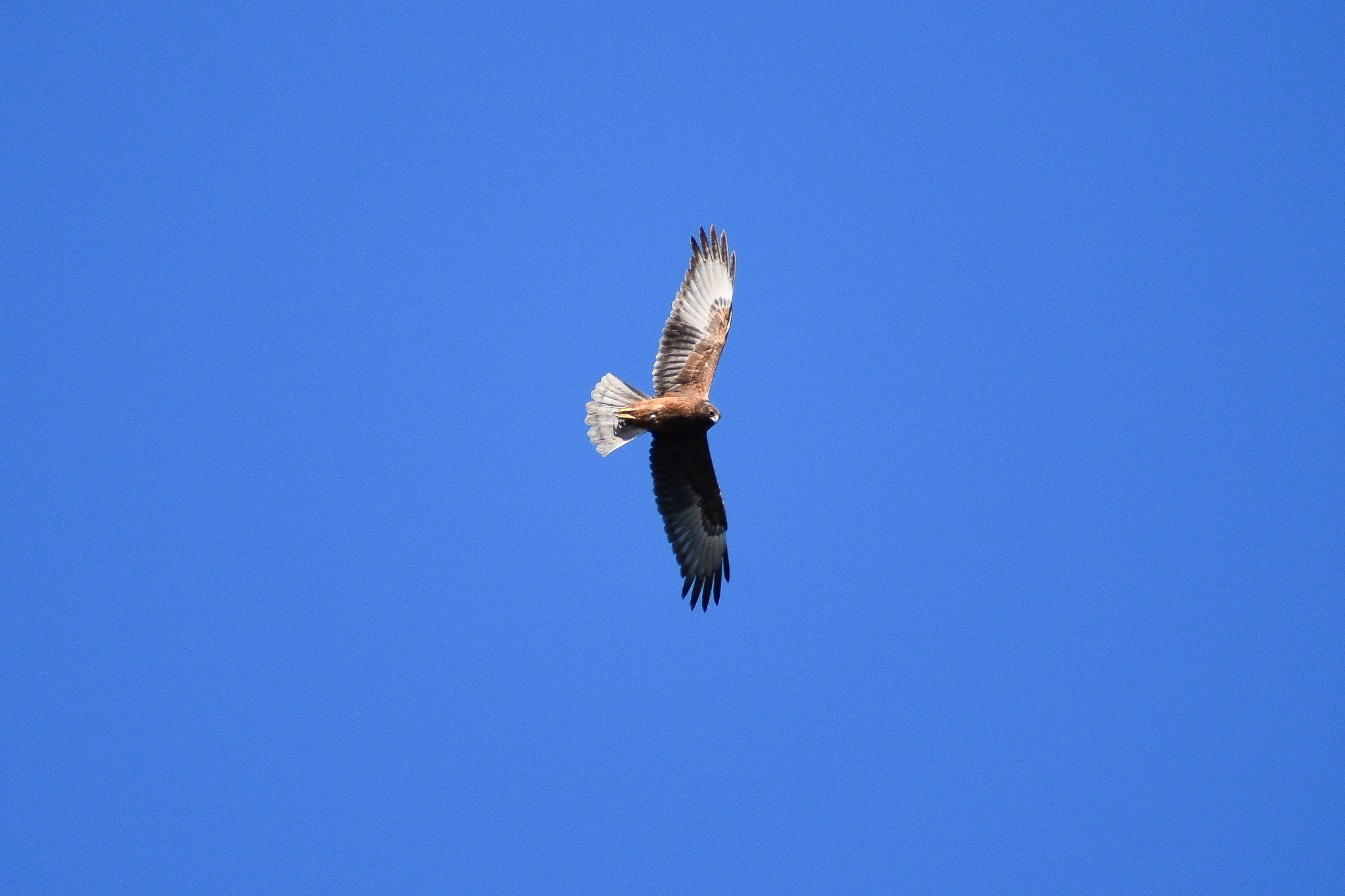 Juvenile Swamp Harrier (Circus approximans)