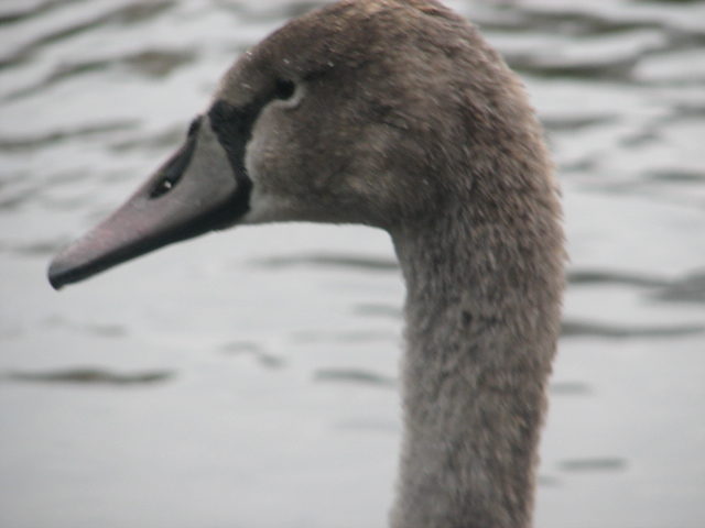 Juvenile swan, Phoenix Park, Dublin