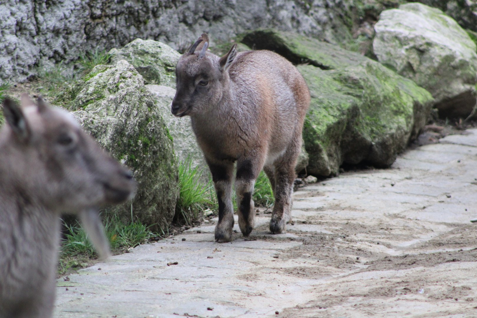Juvenile Tadjik Markhor (C. f. heptneri)