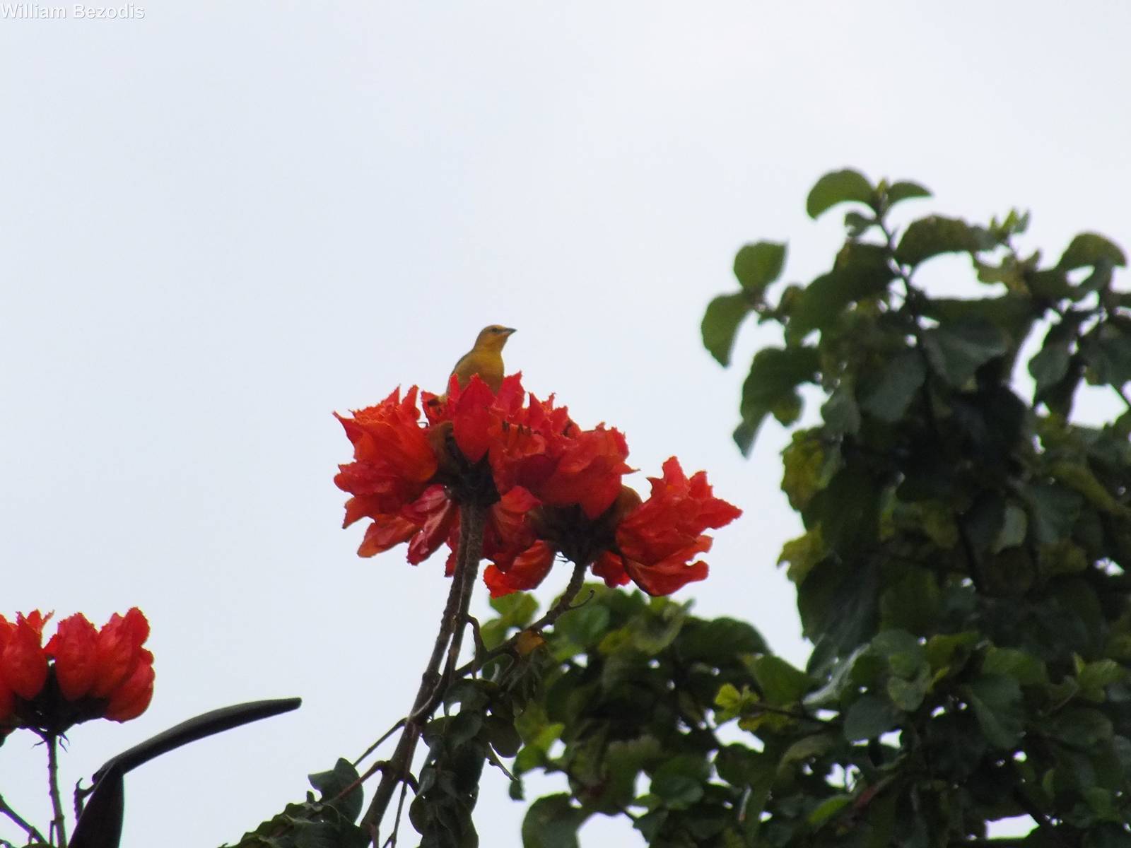Juvenile Taveta Golden Weaver