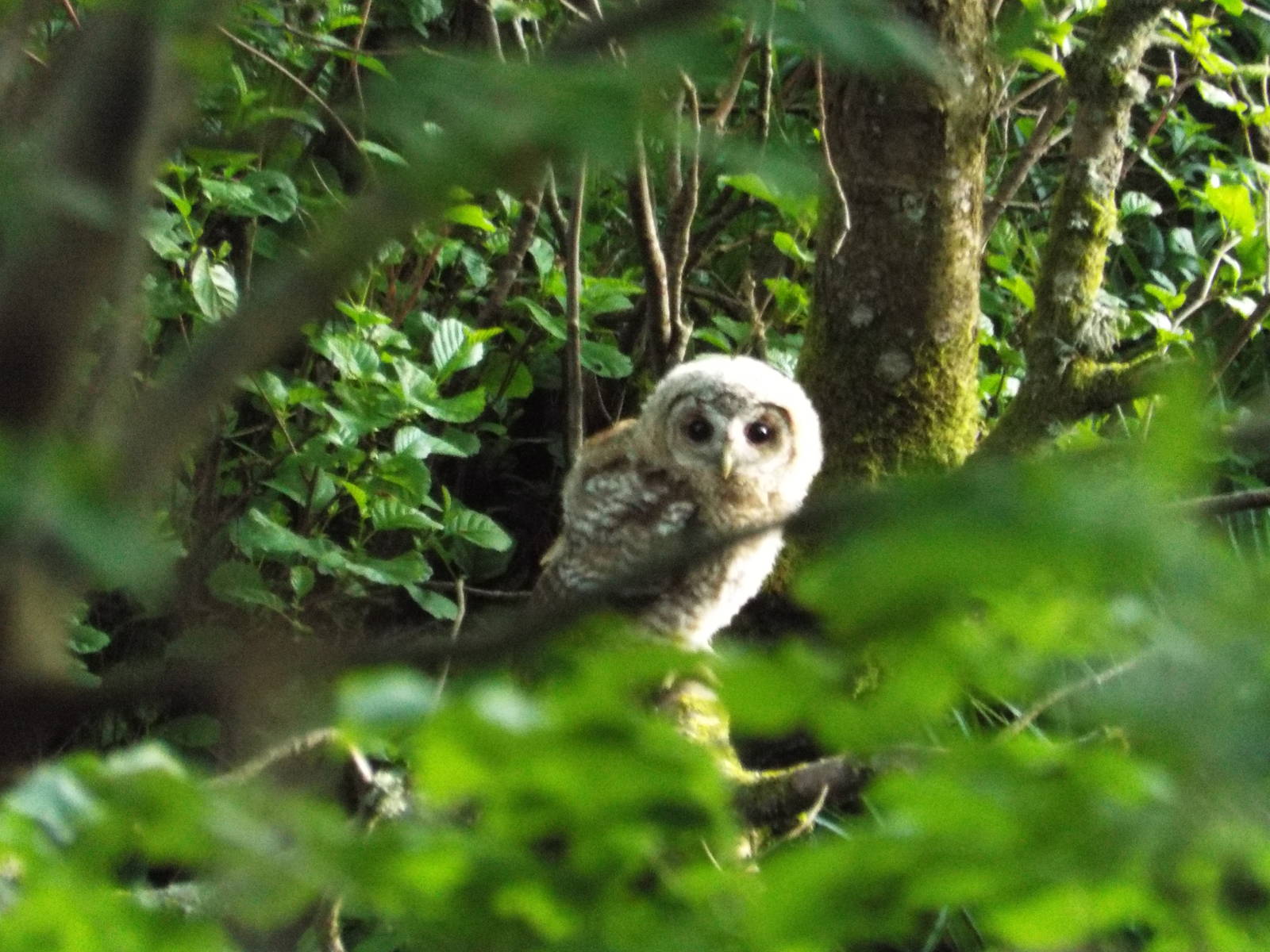 Juvenile Tawny Owl (Strix aluco sylvatica) in Northumberland National Park