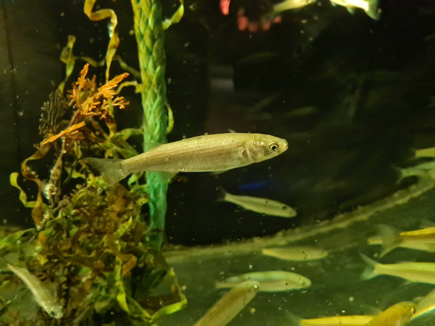 Juvenile Thicklip grey mullet in former jellyfish tank