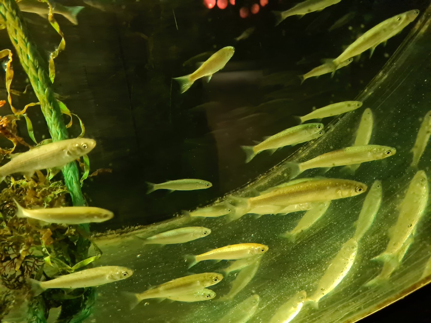 Juvenile Thicklip grey mullets in former jellyfish tank
