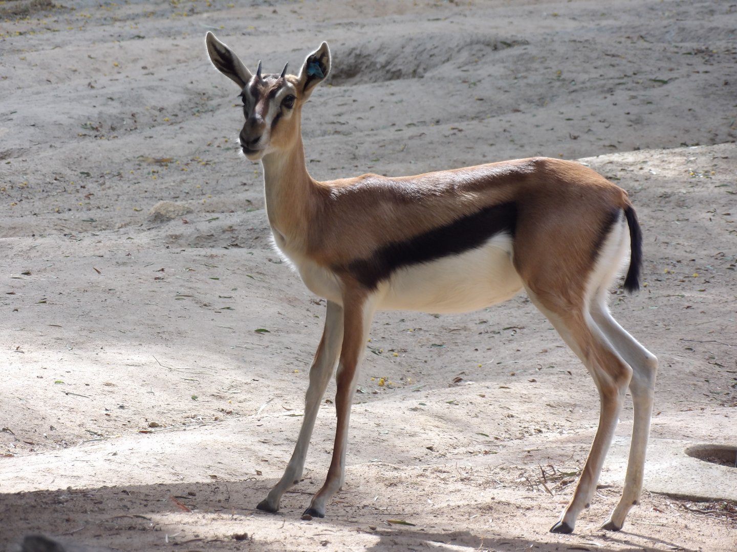 Juvenile Thomson's Gazelle(Eudorcas thomsonii)