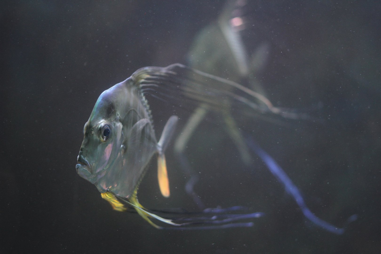 Juvenile threadfish (Alectis sp.)