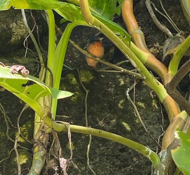 Juvenile thrush at the Aviario