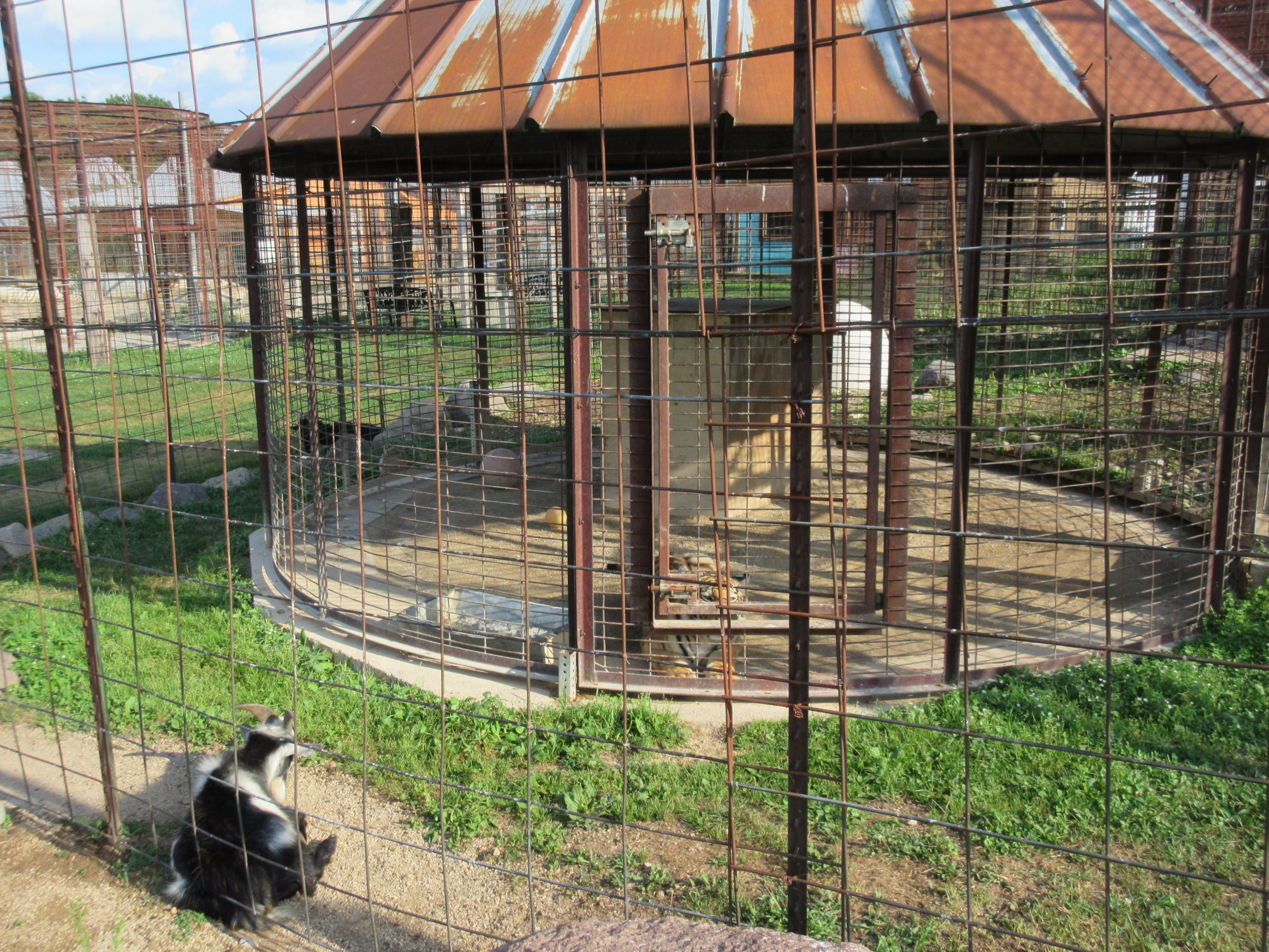 Juvenile Tiger + Domestic Goat