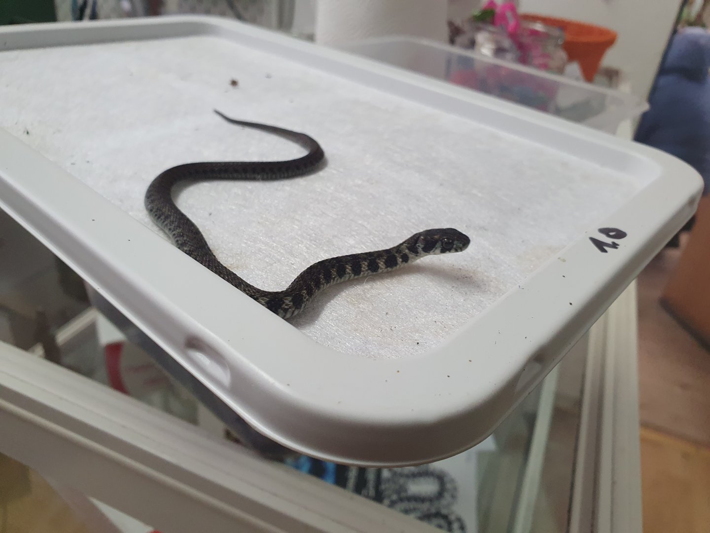 Juvenile Tiger Keelback Snake