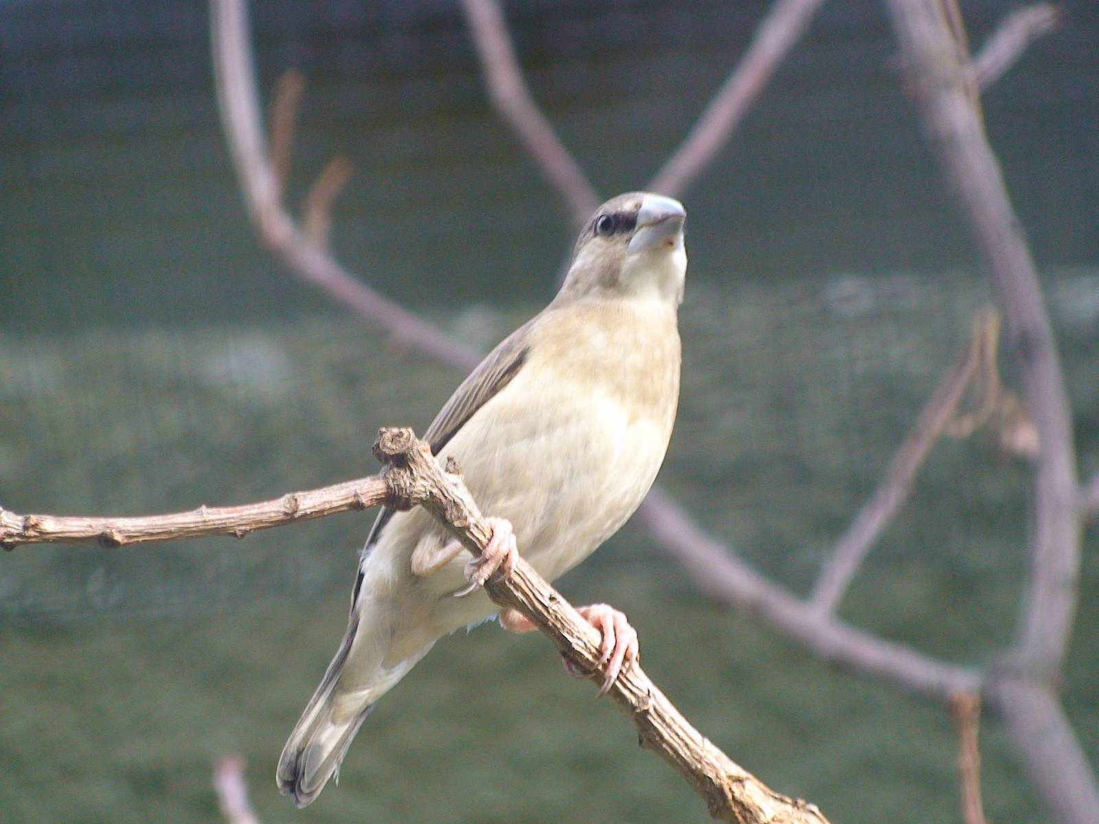 Juvenile Timor Sparrow