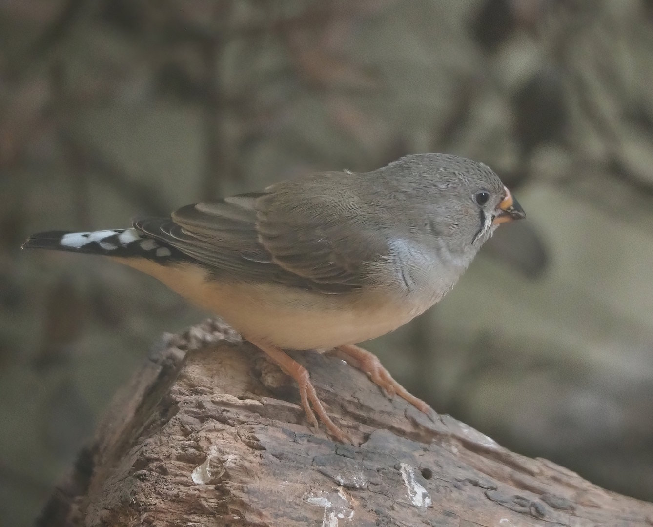 Juvenile Timor zebra finch (Taeniopygia guttata), 2022-09-04