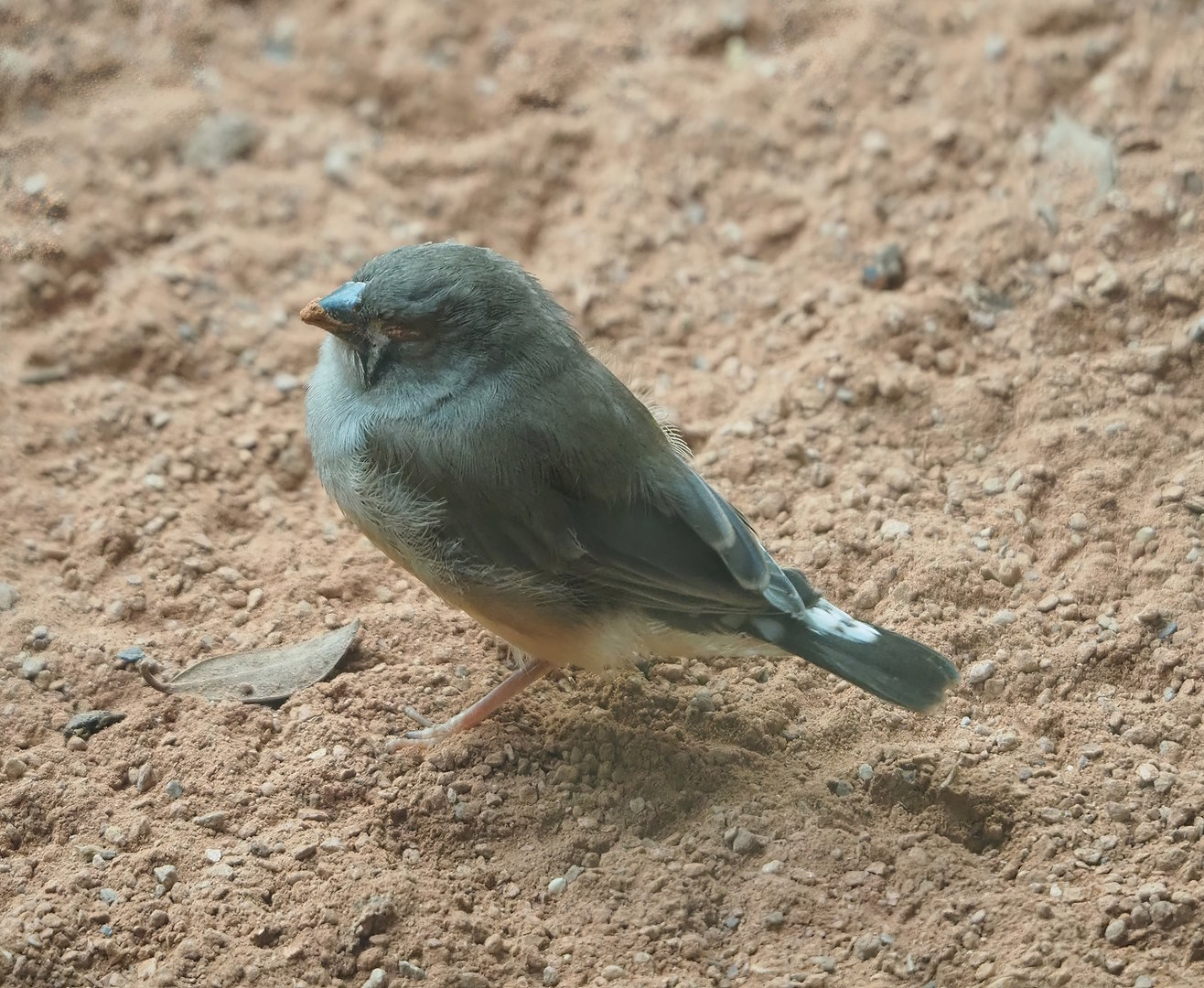 Juvenile Timor zebra finch (Taeniopygia guttata), 2022-09-04
