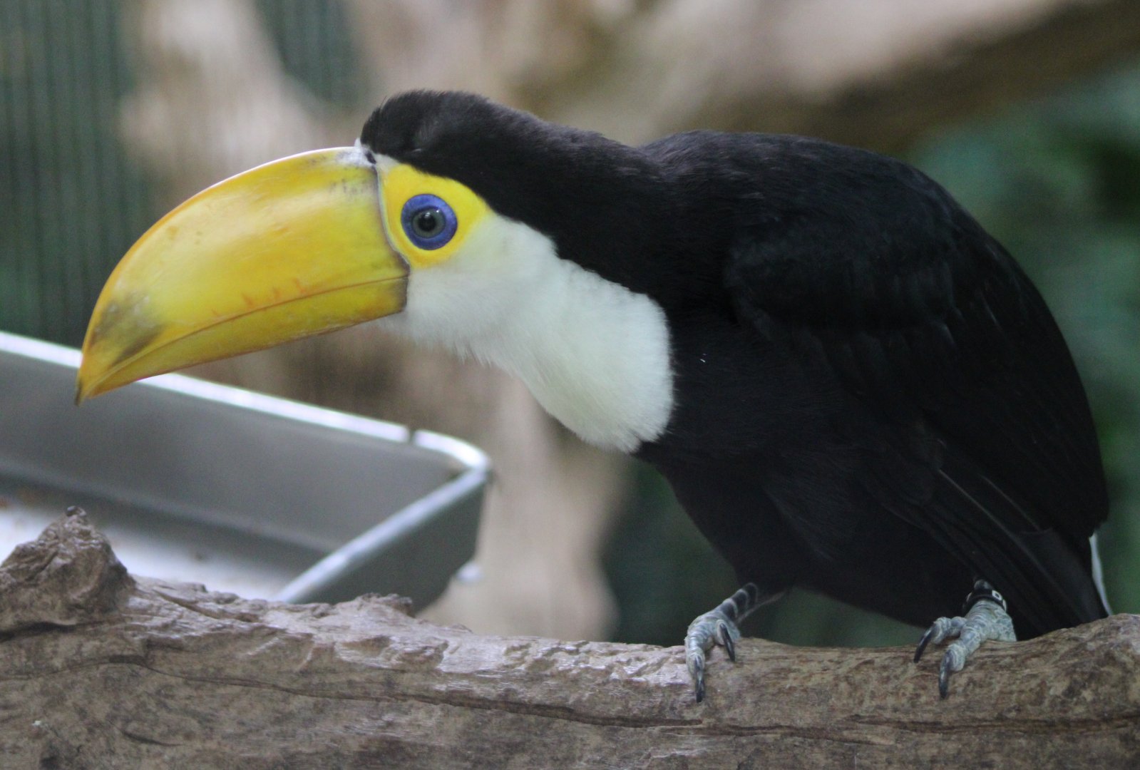 Juvenile Toco toucan