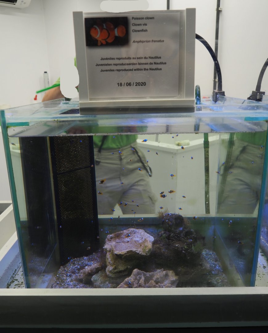 Juvenile Tomato clownfish tank, 2020-09-03