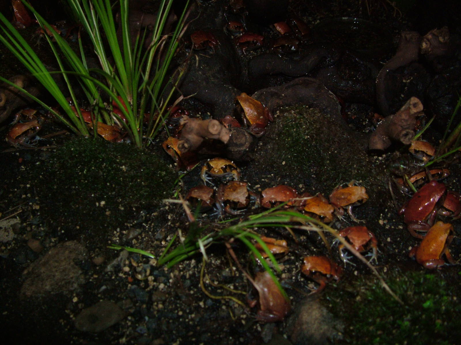 Juvenile Tomato Frogs at Berlin Zoo Aquarium, 31/08/11
