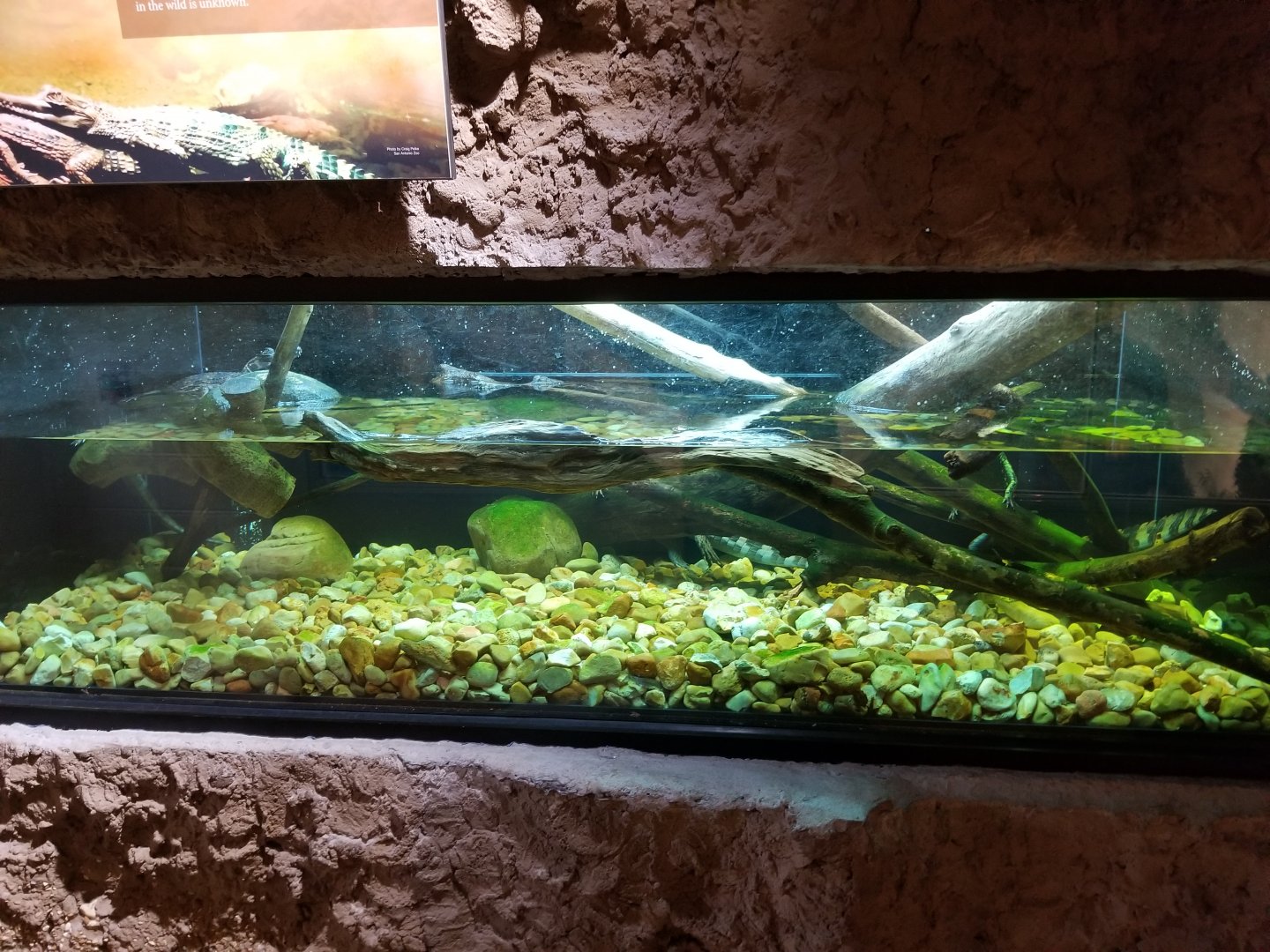 Juvenile Tomistoma Exhibit