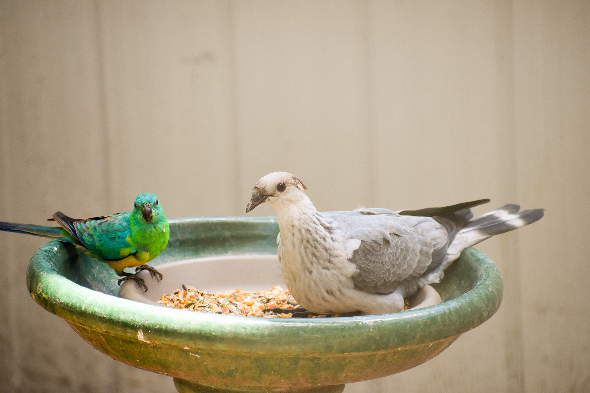 Juvenile Topknot Pigeon and Red-rumped Parrot (wild)