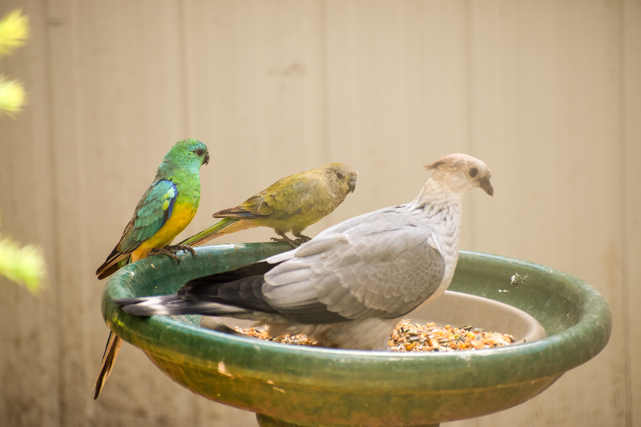 Juvenile Topknot Pigeon and Red-rumped Parrots (wild)