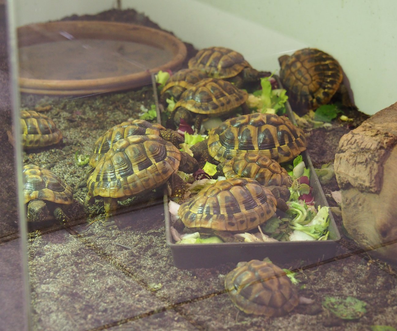 Juvenile tortoises feeding (Probably Testudo hermanni), 2019-10-04