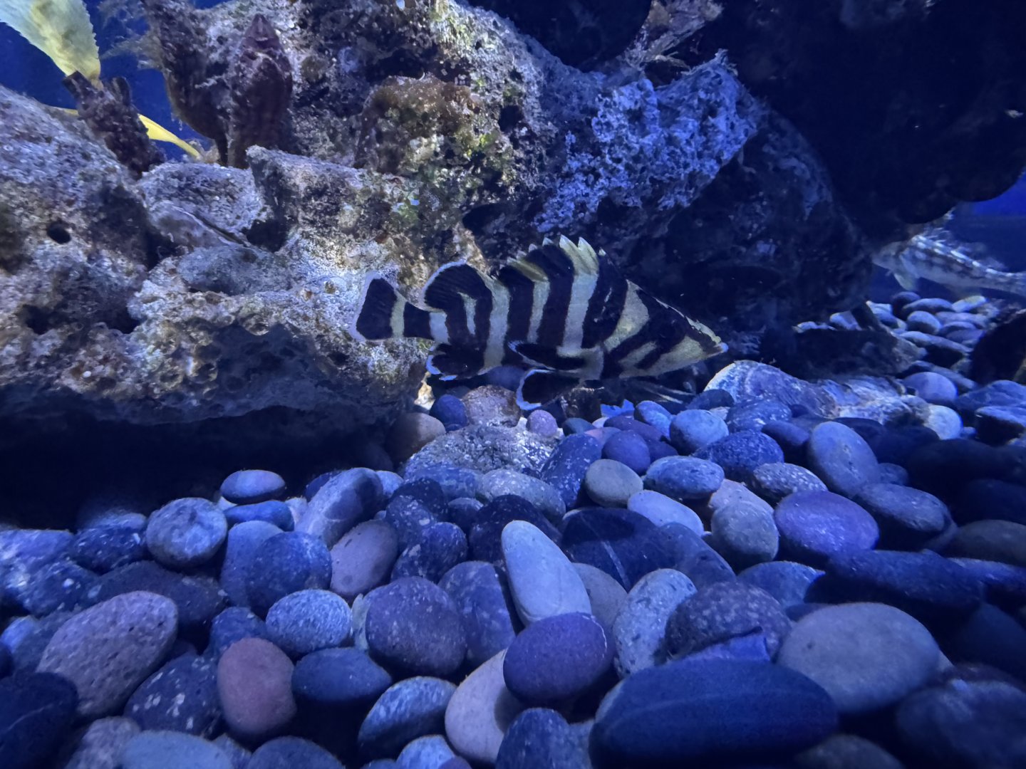 Juvenile Treefish - Circular Tank