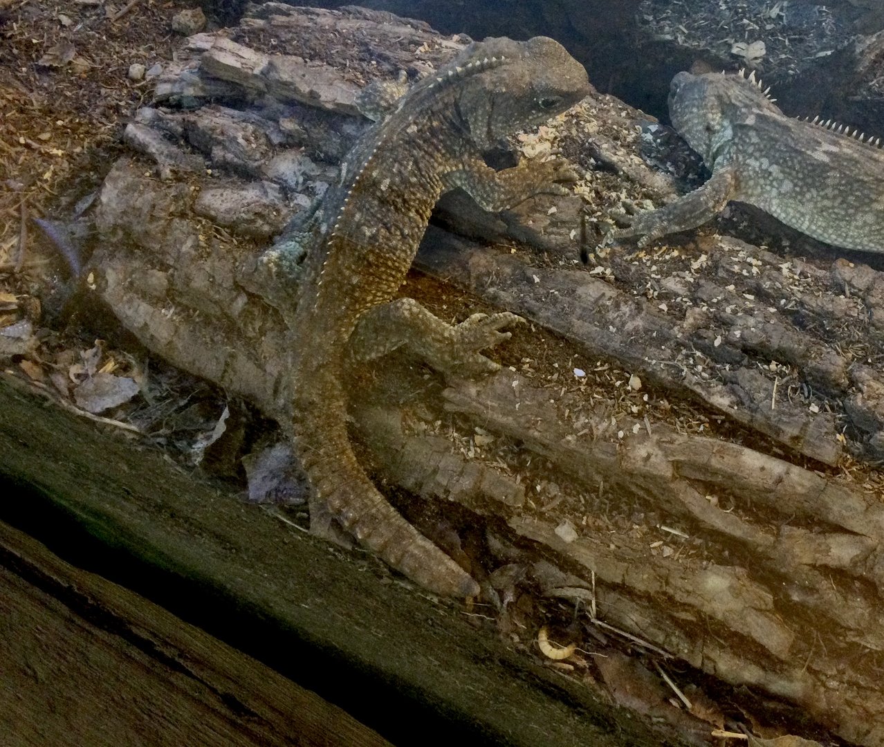 Juvenile Tuatara (Sphenodon punctatus)