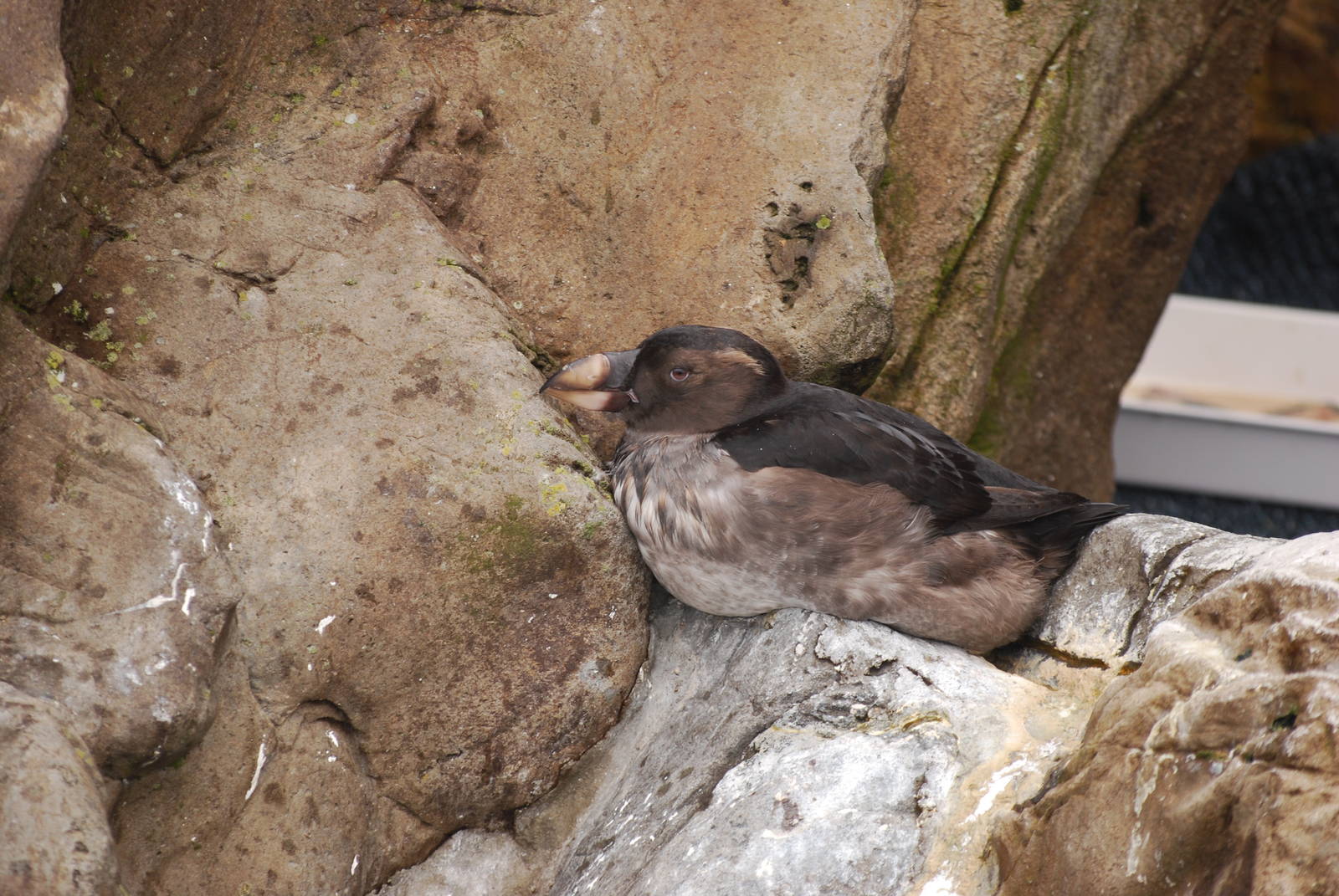 Juvenile tufted puffin