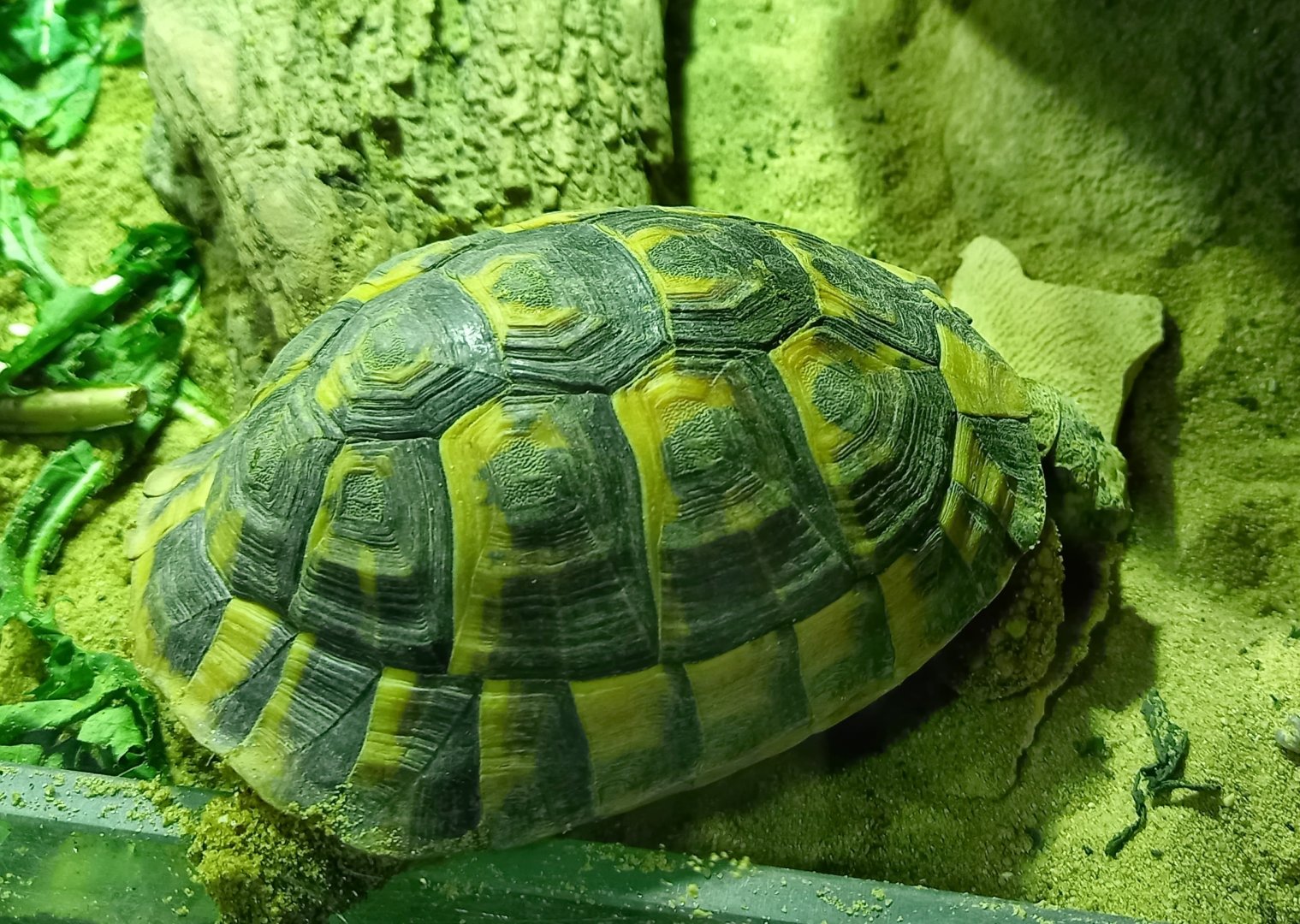 Juvenile Tusisian spur-thighed tortoise