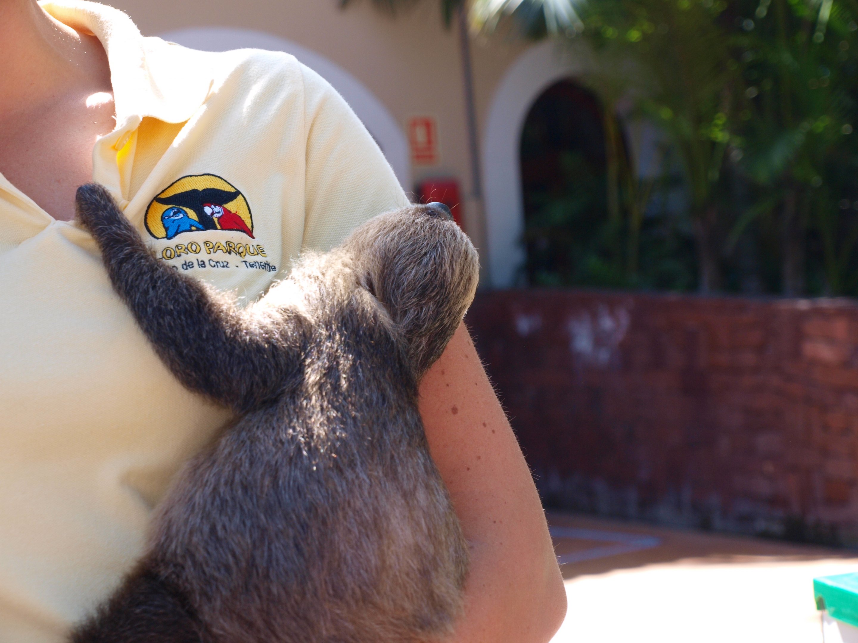 Juvenile two-toed sloth 2011