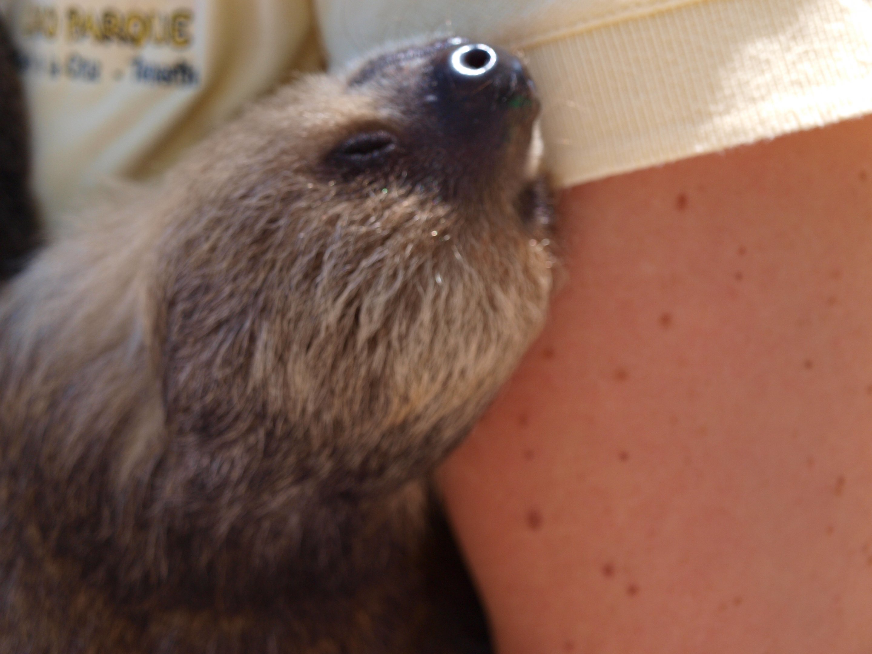 Juvenile two-toed sloth 2011