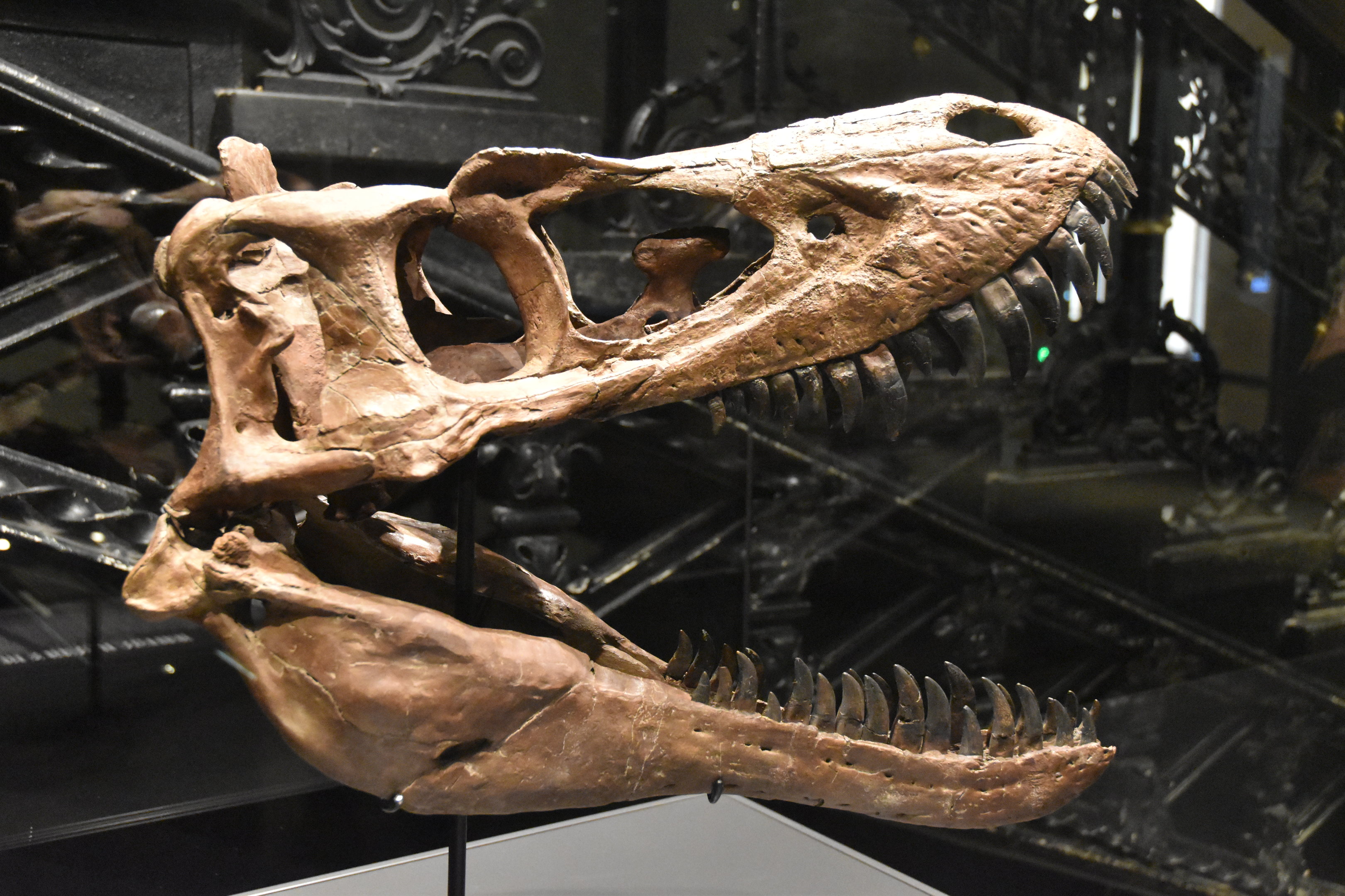 Juvenile Tyrannosaurus Specimen "Casper" (Skull), Museum für Naturkunde, Berlin, 7th June 2023