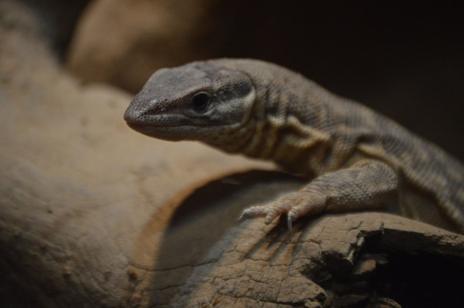 Juvenile Varanus acanthurus