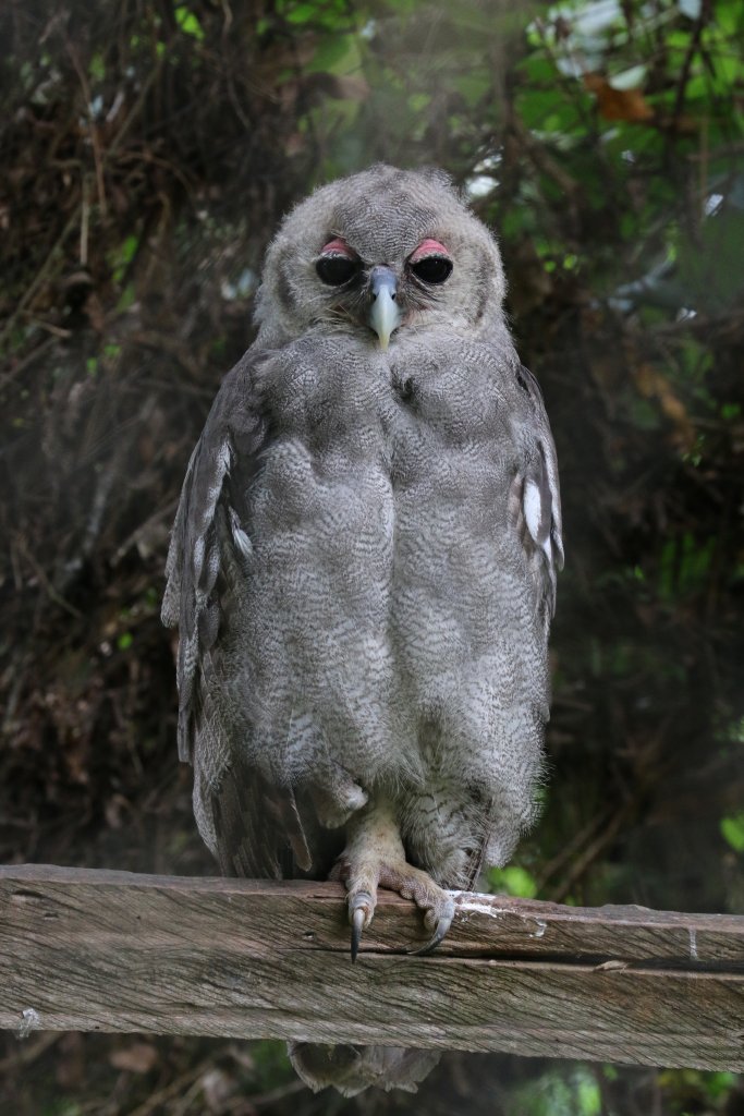 Juvenile Verreaux's Eagle Owl