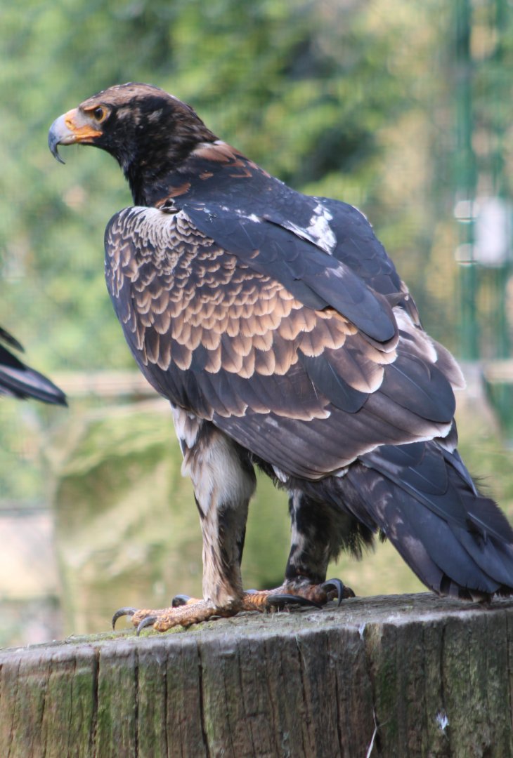 Juvenile Verreaux's eagle