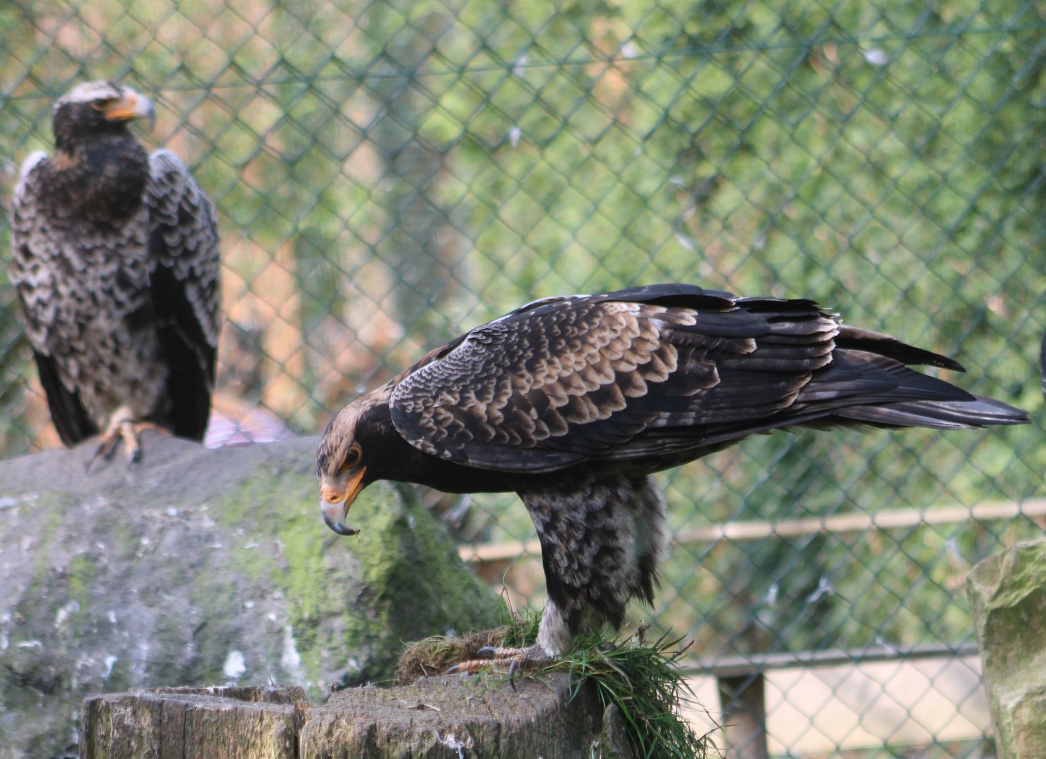 Juvenile Verreaux's eagles